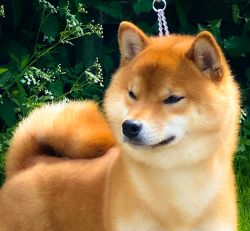 picture of dog