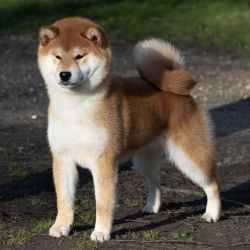 picture of dog