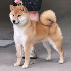 picture of dog