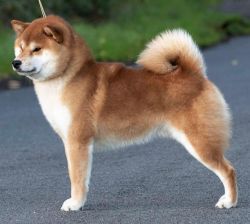 picture of dog