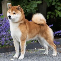picture of dog