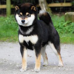 picture of dog
