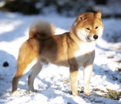 picture of dog