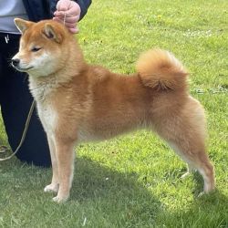 picture of dog
