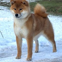 picture of dog