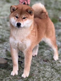 picture of dog