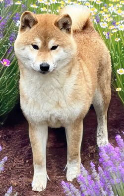 picture of dog