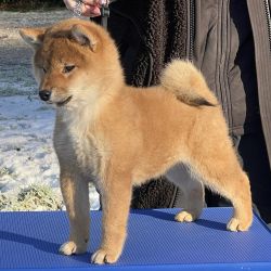 picture of dog