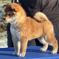 picture of dog