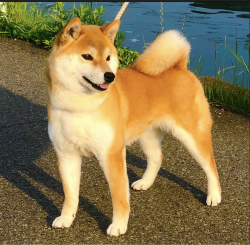 picture of dog
