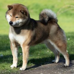 picture of dog