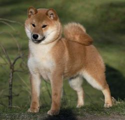picture of dog