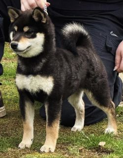 picture of dog