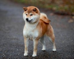 picture of dog