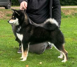 picture of dog