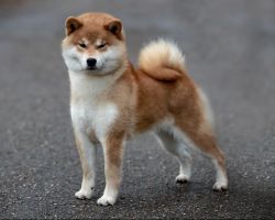 picture of dog