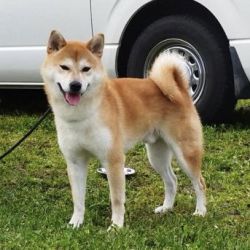 picture of dog