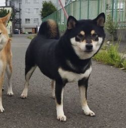 picture of dog
