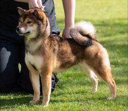picture of dog