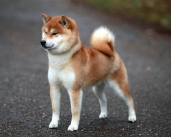 picture of dog