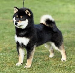 picture of dog