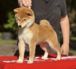 picture of dog