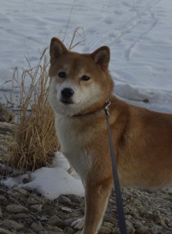 picture of dog