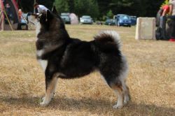 picture of dog