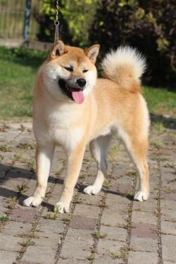 picture of dog