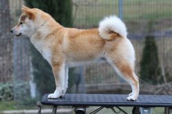 picture of dog