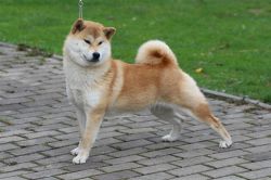 picture of dog