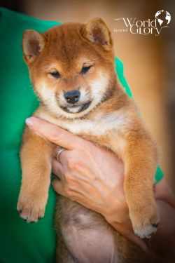 picture of dog