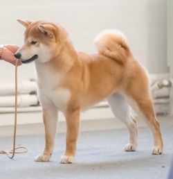 picture of dog