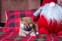 picture of dog