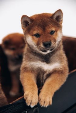 picture of dog