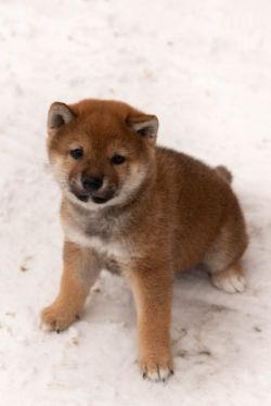 picture of dog