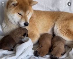 picture of dog