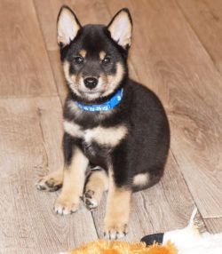 picture of dog
