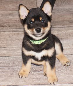 picture of dog