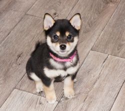 picture of dog