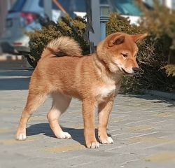 picture of dog