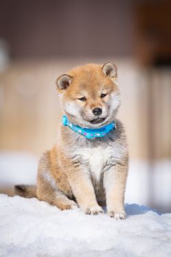 picture of dog