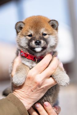 picture of dog