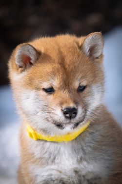 picture of dog