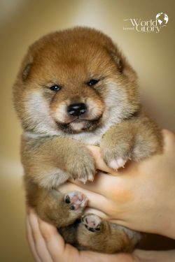 picture of dog