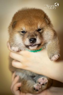 picture of dog