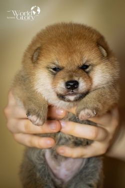 picture of dog