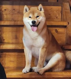 picture of dog