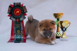 picture of dog