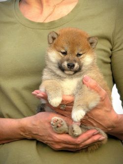 picture of dog